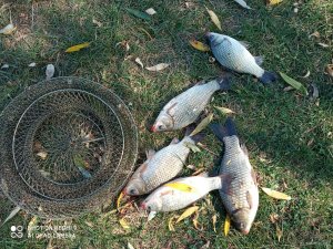 IMG_20201006_124025.jpg