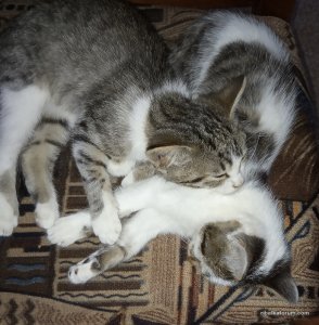 IMG_20201006_165029.jpg