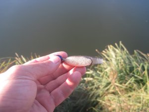 IMG_3676.JPG