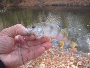 IMG_3707.JPG