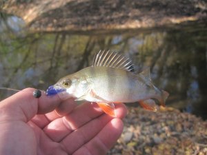 IMG_3710.JPG
