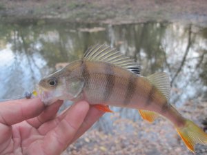 IMG_3725.JPG