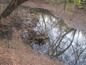 IMG_3731.JPG