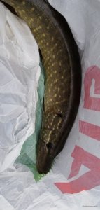 IMG_20201010_064036.jpg