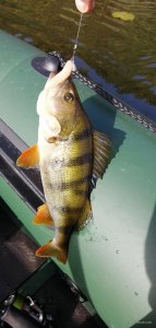 IMG_20201010_095015.jpg