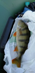 IMG_20201010_095232.jpg