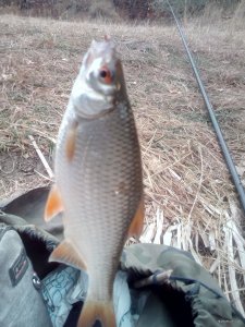 IMG_20201011_133103.jpg