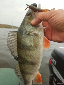IMG_20201011_144911.jpg