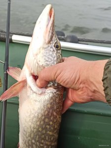 IMG_20201011_195827.jpg