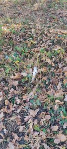 IMG_20201013_111507.jpg