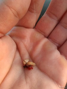 IMG_20201014_071150.jpg