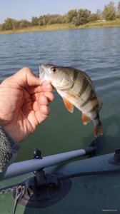 IMG_20201014_122421.jpg