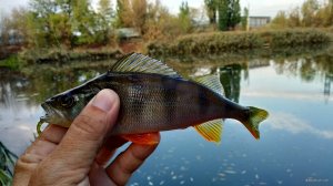 IMG_20201014_163502.jpg