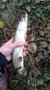 20201017_110906.jpg