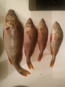 IMG_20201017_195301.jpg