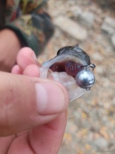 IMG_20201017_071758.jpg