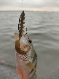 IMG_20201017_090451.jpg