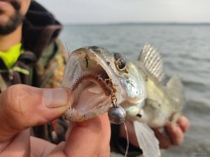 IMG_20201017_104054.jpg