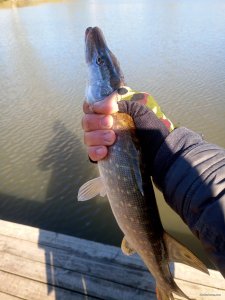 IMG_20201018_113807.jpg