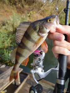 IMG_20201018_093355.jpg
