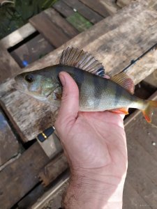 IMG_20201018_100747.jpg