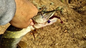 IMG_20201020_102646.jpg