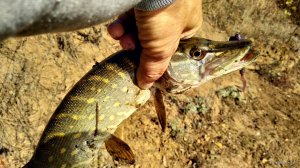 IMG_20201020_101248.jpg