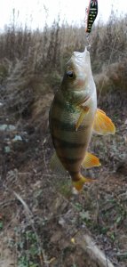 IMG_20201021_154107.jpg