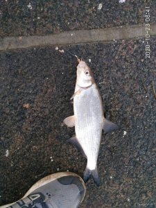 IMG_20201023_101602.jpg