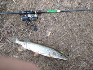 IMG_20201024_072825.jpg