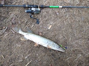 IMG_20201024_072828_1.jpg