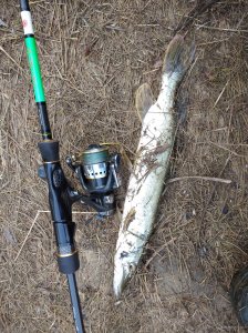 IMG_20201024_081021_1.jpg
