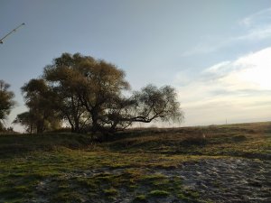 IMG_20201025_074138.jpg