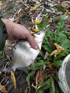 IMG_20201025_110428.jpg