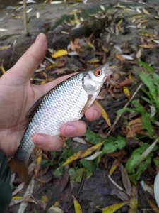 IMG_20201025_084436.jpg