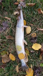 20201027_140949.jpg