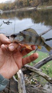 IMG_20201029_132022.jpg