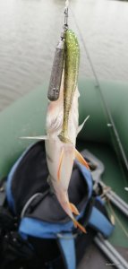 IMG_20201029_140035.jpg