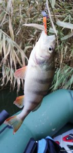 IMG_20201029_151005.jpg