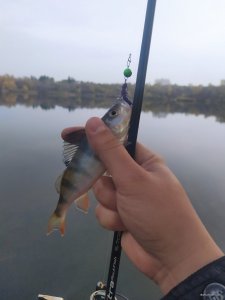 IMG_20201030_145846.jpg