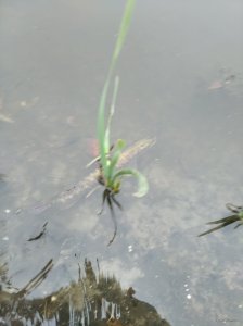 IMG_20201031_083301.jpg