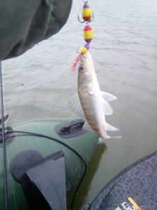 IMG_20201031_152727.jpg