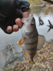 IMG_20201101_120747.jpg