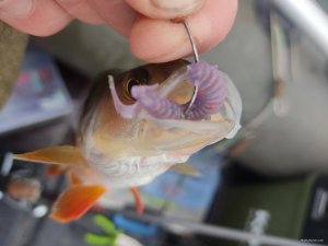 IMG_20201101_110159.jpg