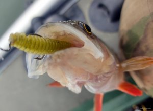 IMG_20201101_132542.jpg