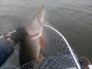 IMG_20201105_072953_sm.jpg