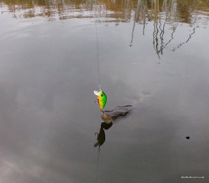 IMG_20201105_150105_sm.jpg