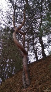 IMG_20201106_114733.jpg