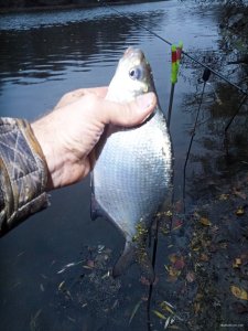 IMG_20201106_154623.jpg
