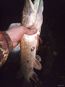 IMG_20201107_054243.jpg